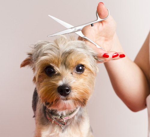 small dog being groomed